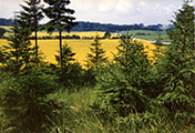 Looking South from the Hill with the Christmas Tree Farm, over the Canola Fields
